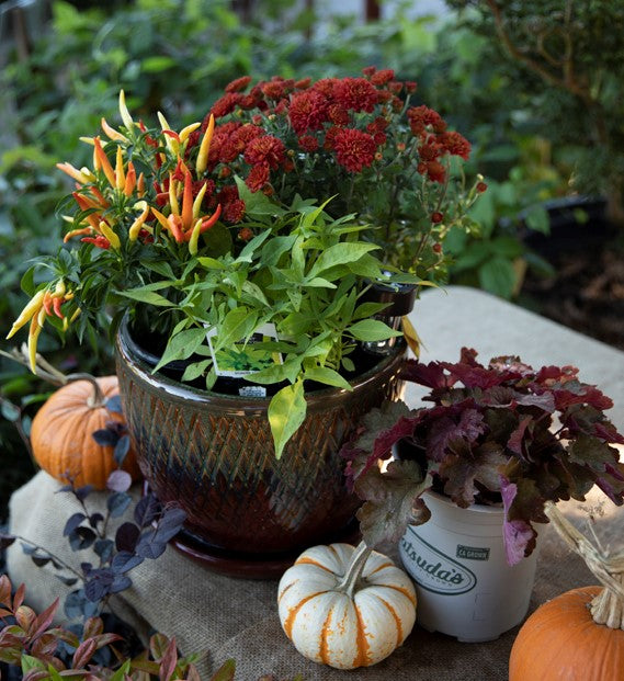 Pots with Fall Plants and Pumpkins