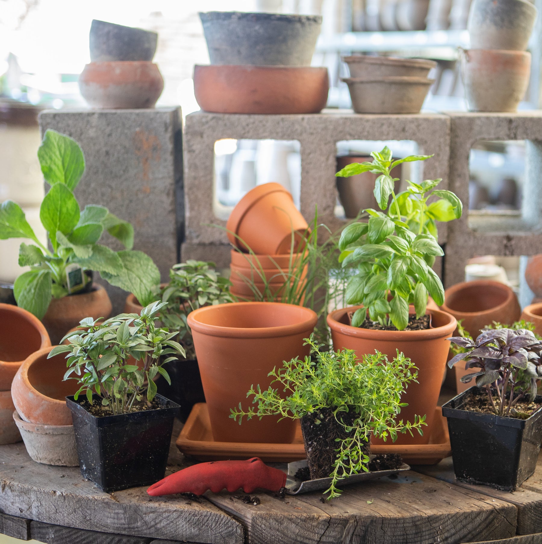 Herb Garden in Terracotta Pots