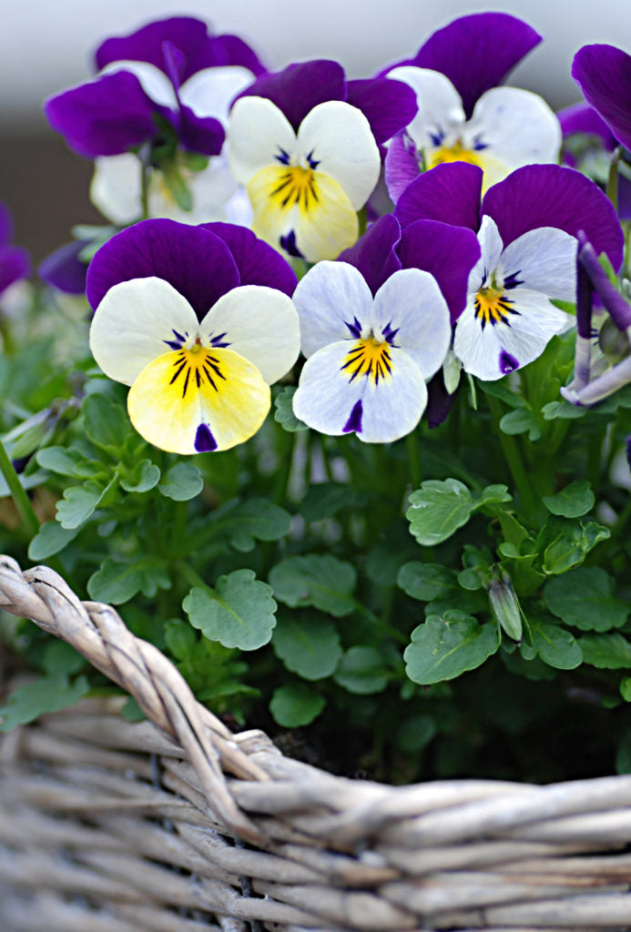 Pansy flowers in a basket VISIBILITY::CA