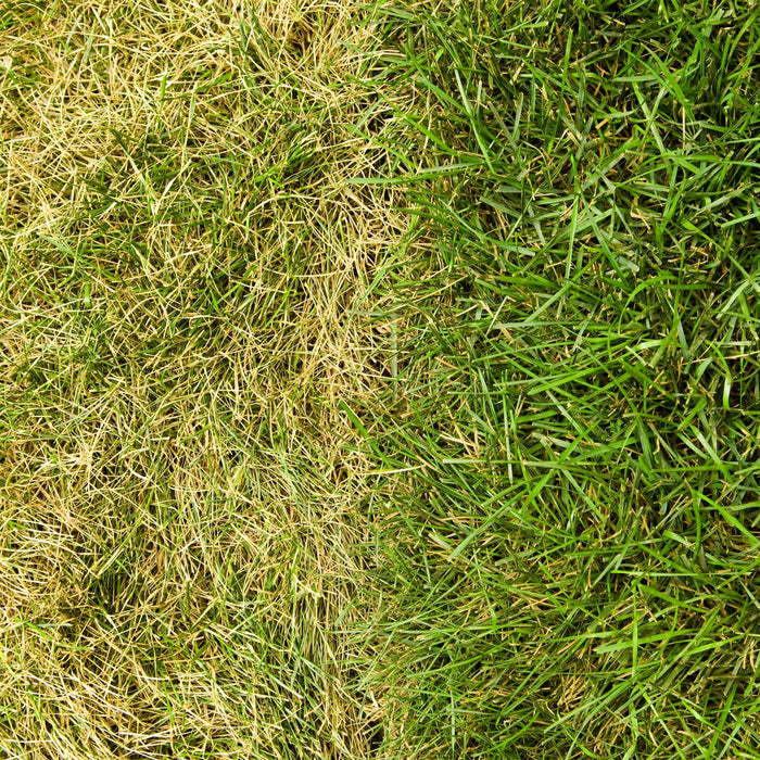 Distressed Lawn and Healthy Lawn