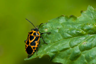 Bug on a leaf