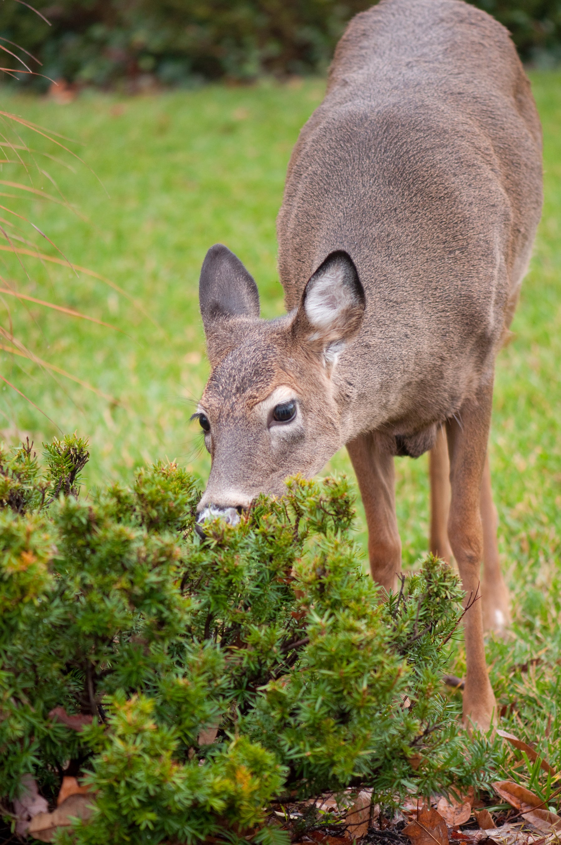 Deer in a garden