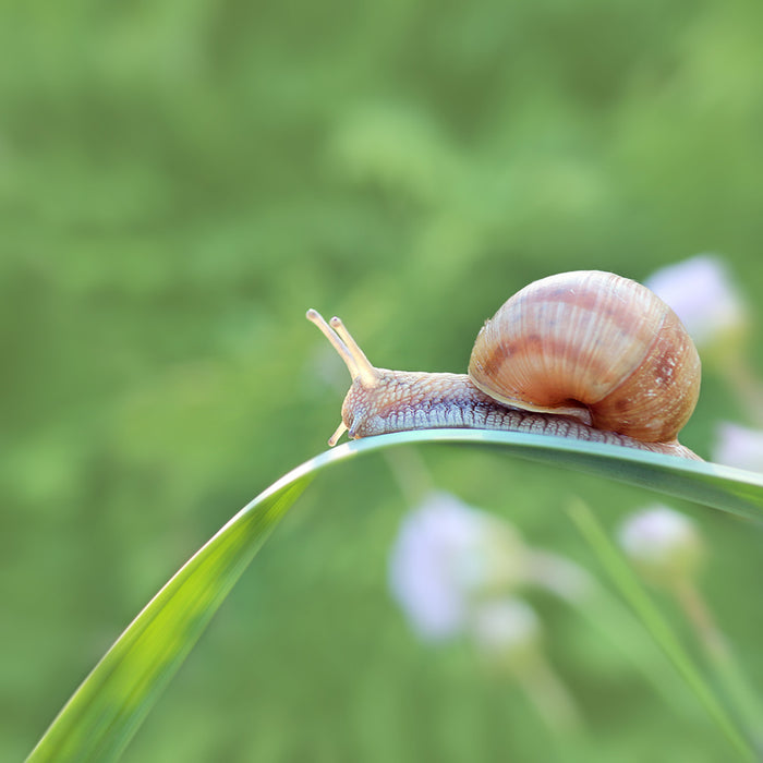 Snail on a blade of grass