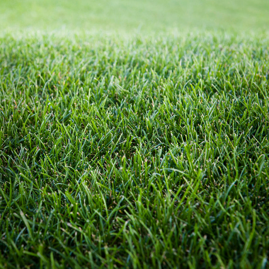 Lush, green lawn