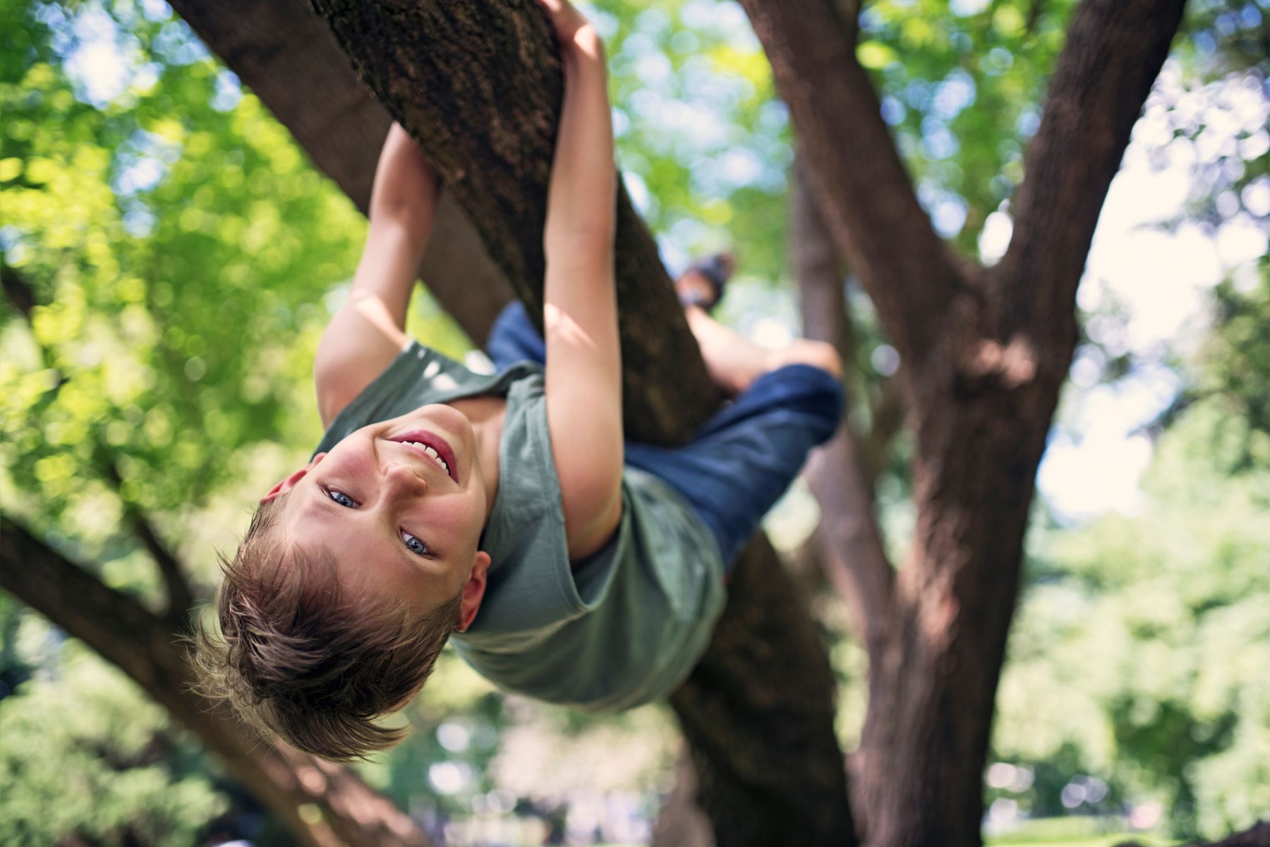 Clining Tree Best Trees for Climbing — Green Acres Nursery & Supply