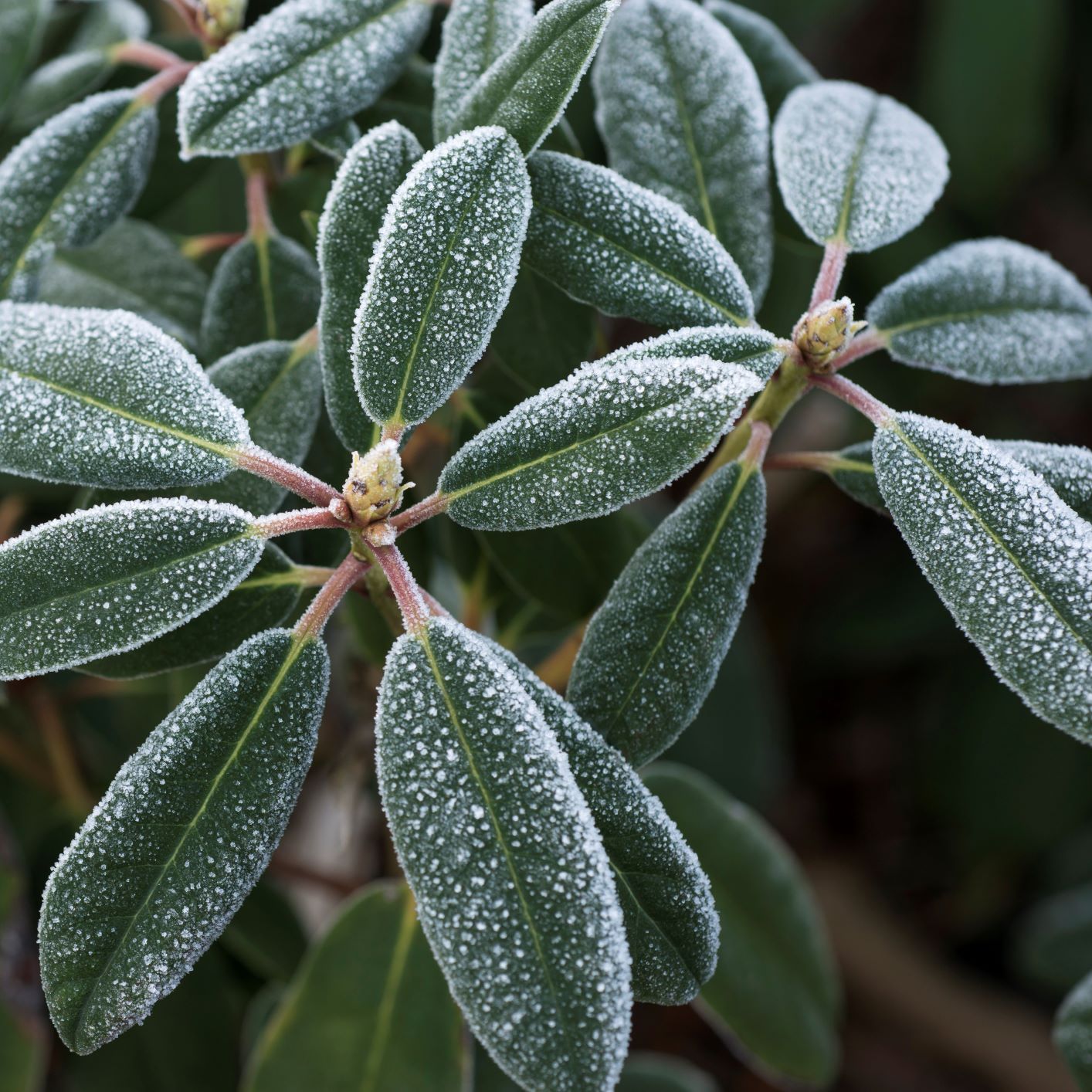 Frost on Rhododendron leaves