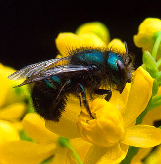 Mason bee on a flower