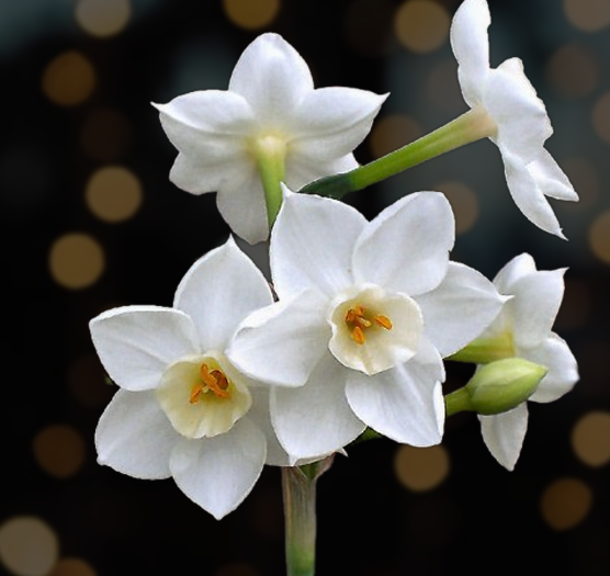 Starting Paperwhites for the Holidays — Green Acres Nursery & Supply