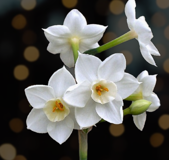 Paperwhite flowers