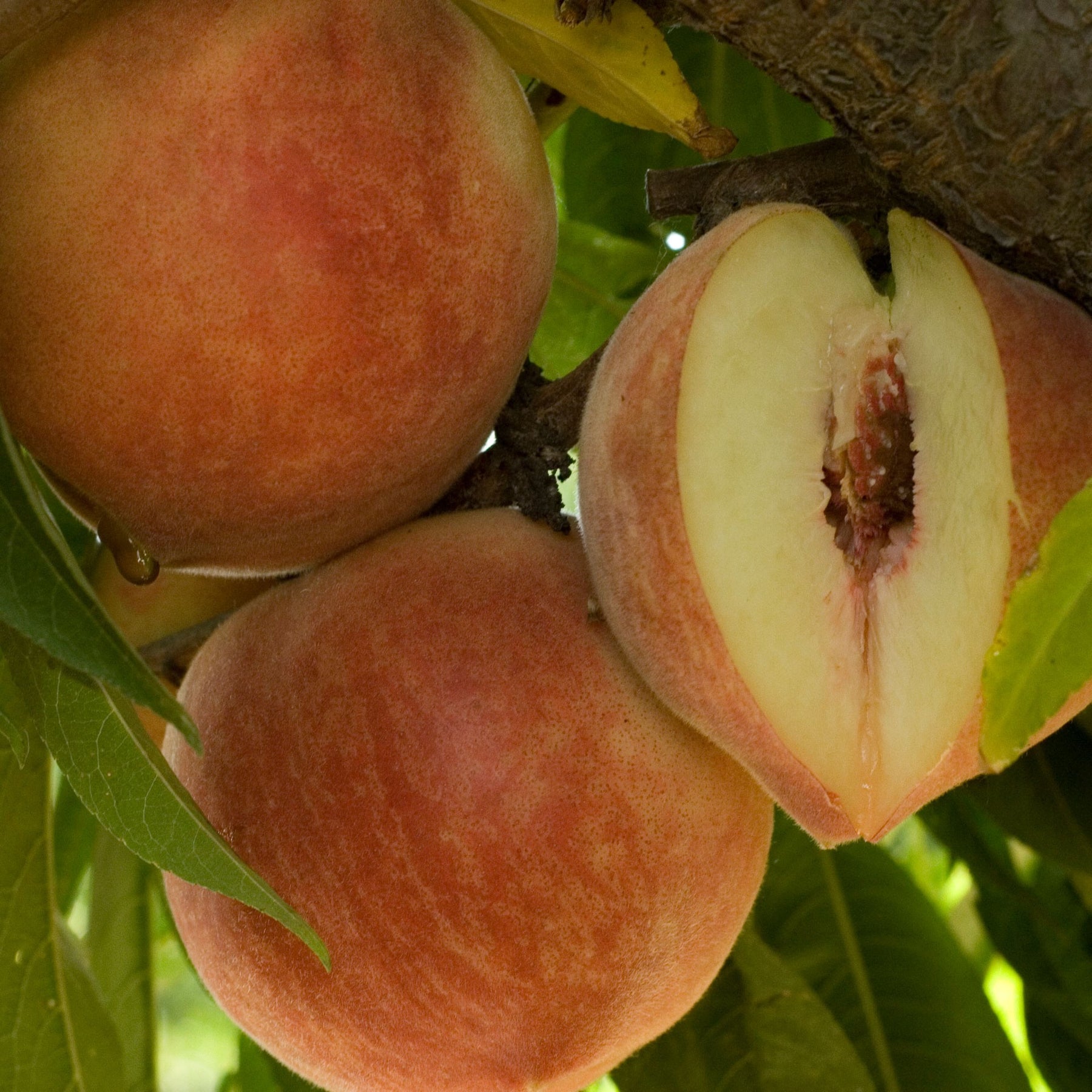 White Peach 'Babcock'