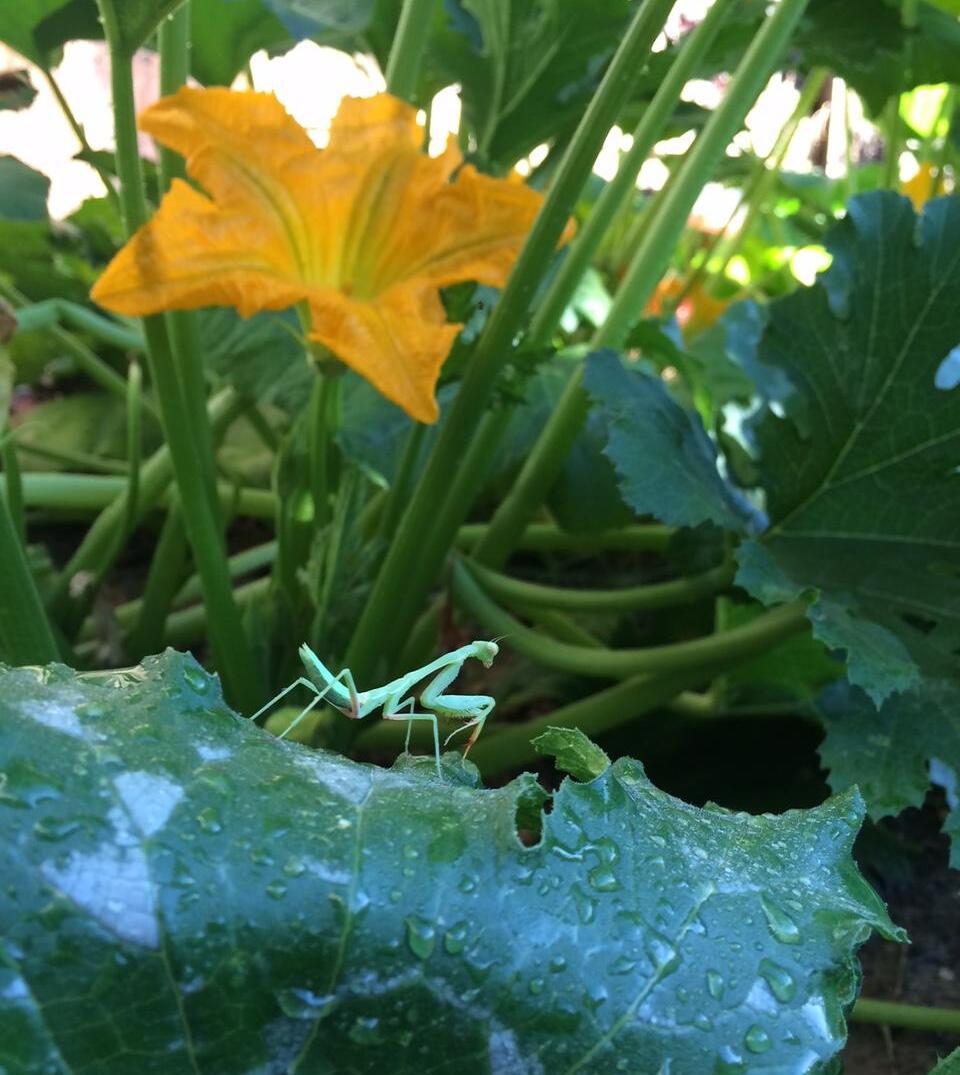 Praying mantis on squash plant