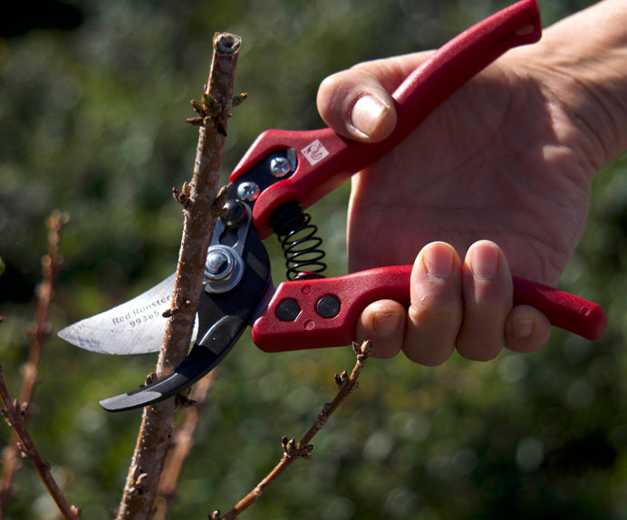 Pruners being used on a young tree