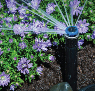 Purple flowers near sprinkler system