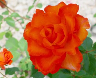 Red orange rose
