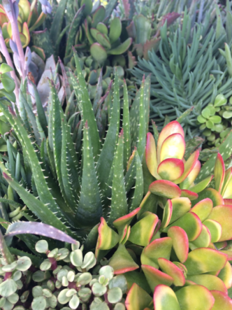 Create your own succulent pot-up