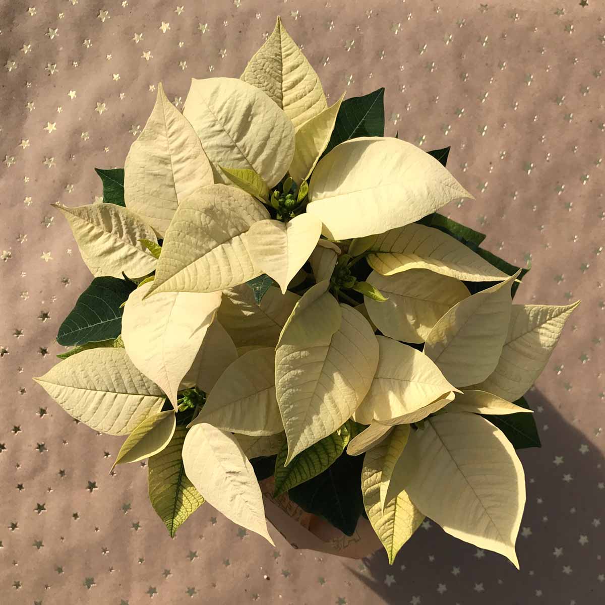 Poinsettia