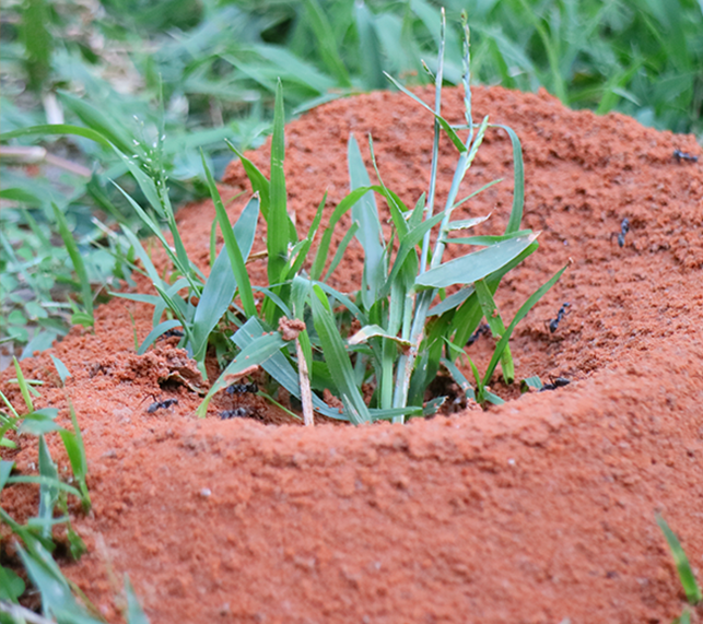 Fire Ant Mound