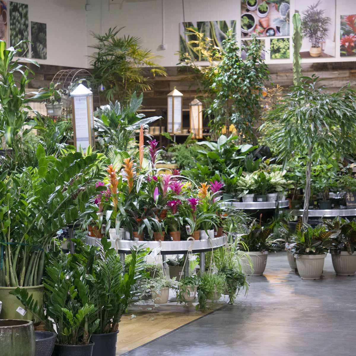 Houseplants direct from Hawaii