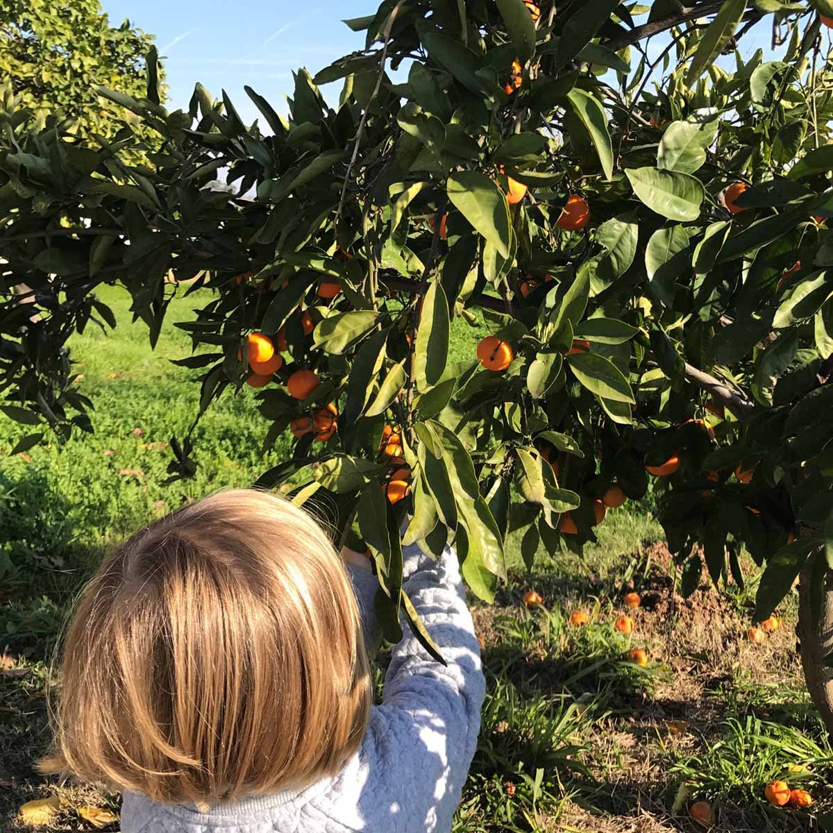 Citrus Trees