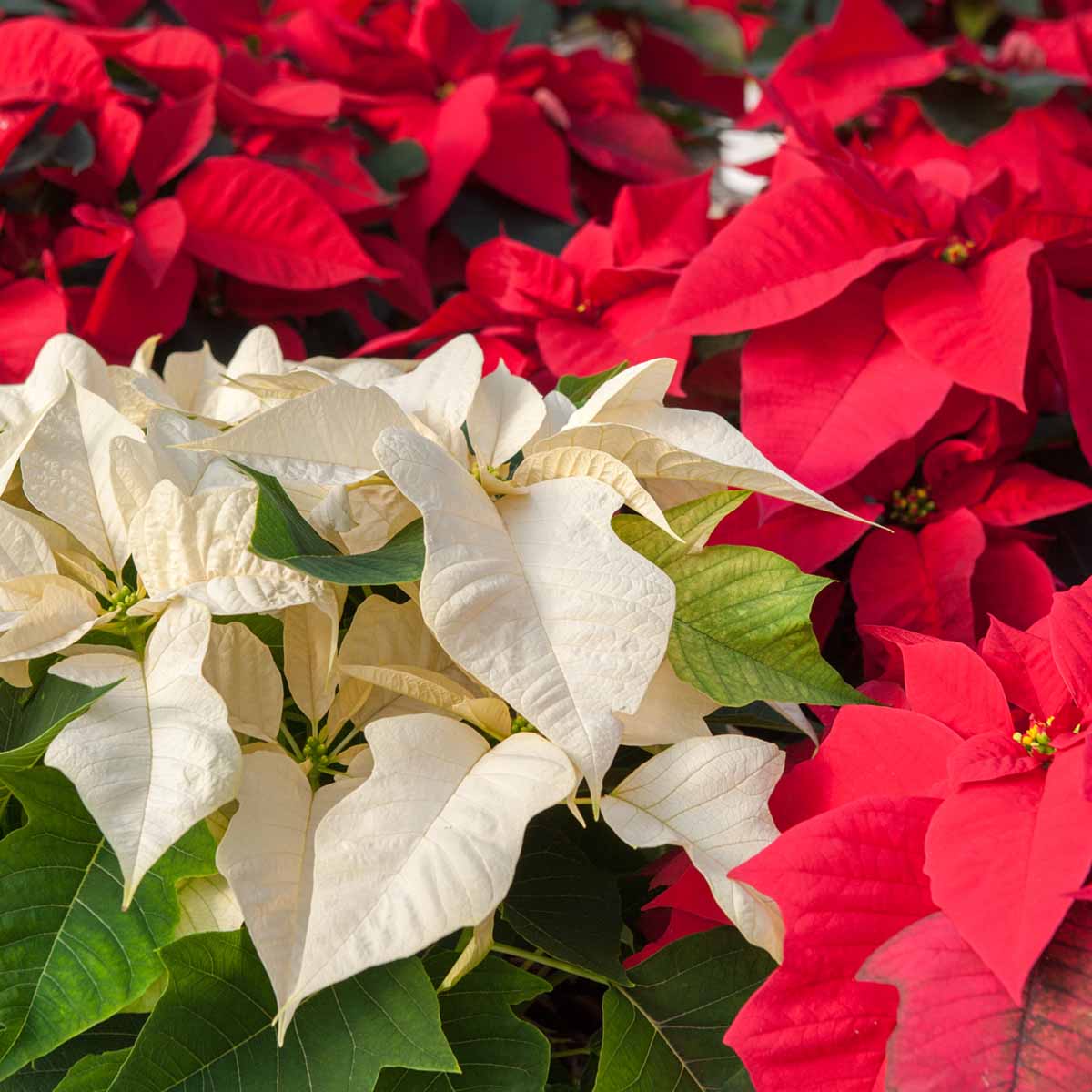 Poinsettias