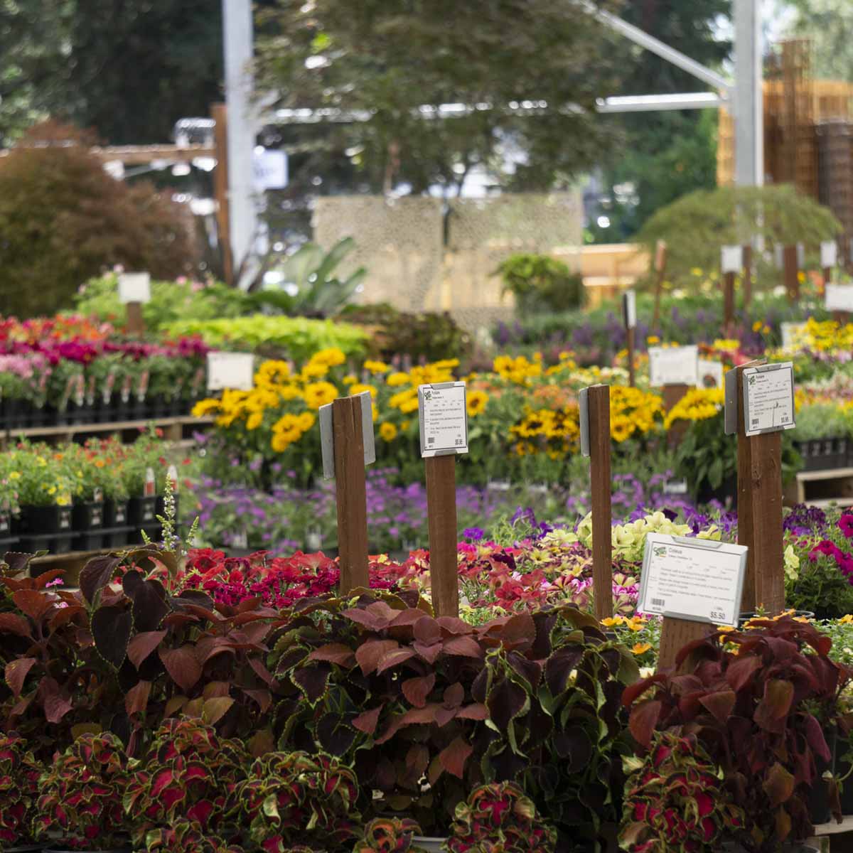 Collections — Green Acres Nursery & Supply