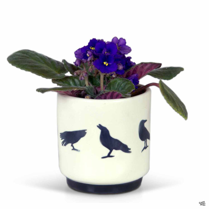 Corvus Pot with Plant 4 inch