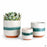 Mateo Planters with Plant