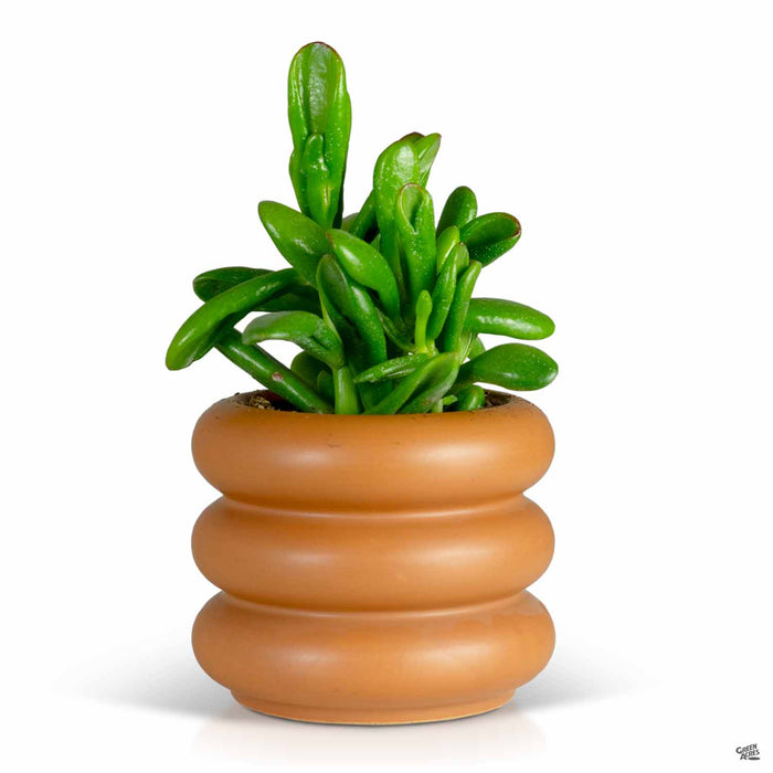 Motley Small Planter with Jade Plant