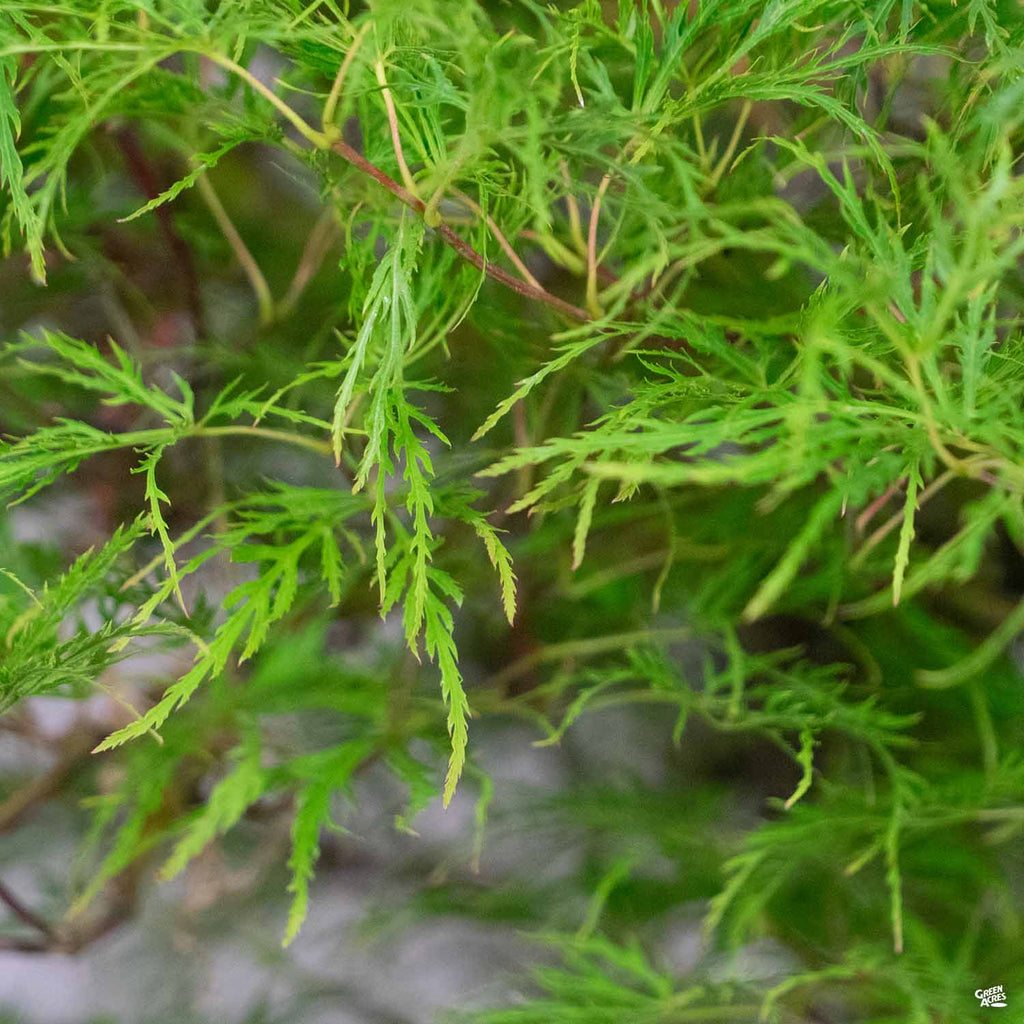 Japanese Laceleaf Maple 'Baldsmith' — Green Acres Nursery & Supply