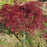 Red Dragon Japanese Laceleaf Maple