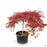 Red Dragon Japanese Laceleaf Maple 10 gallon