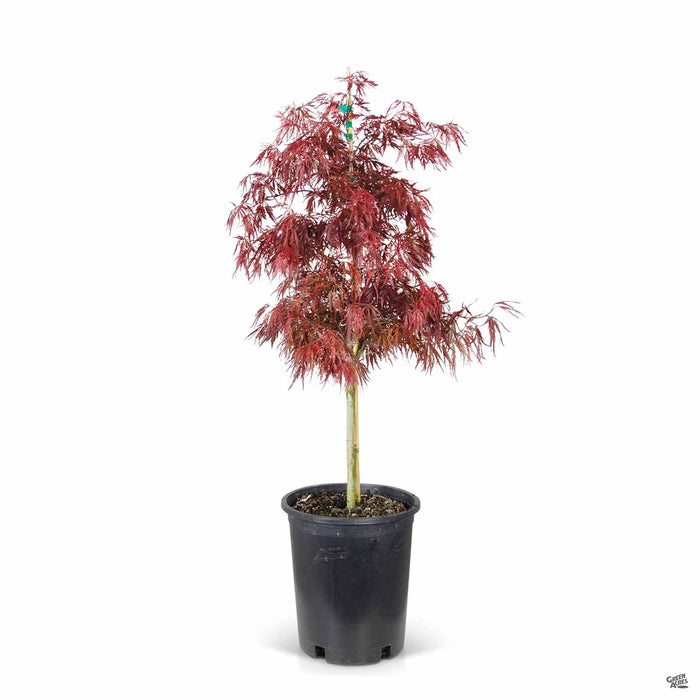 Red Dragon Japanese Laceleaf Maple 5 gallon