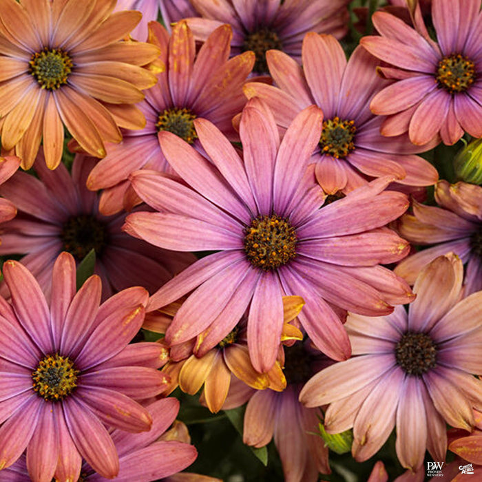 Bright Lights Horizon Sunset African Daisy