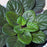 African Violet Leaves