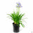 Agapanthus Baby Pete 1 gallon