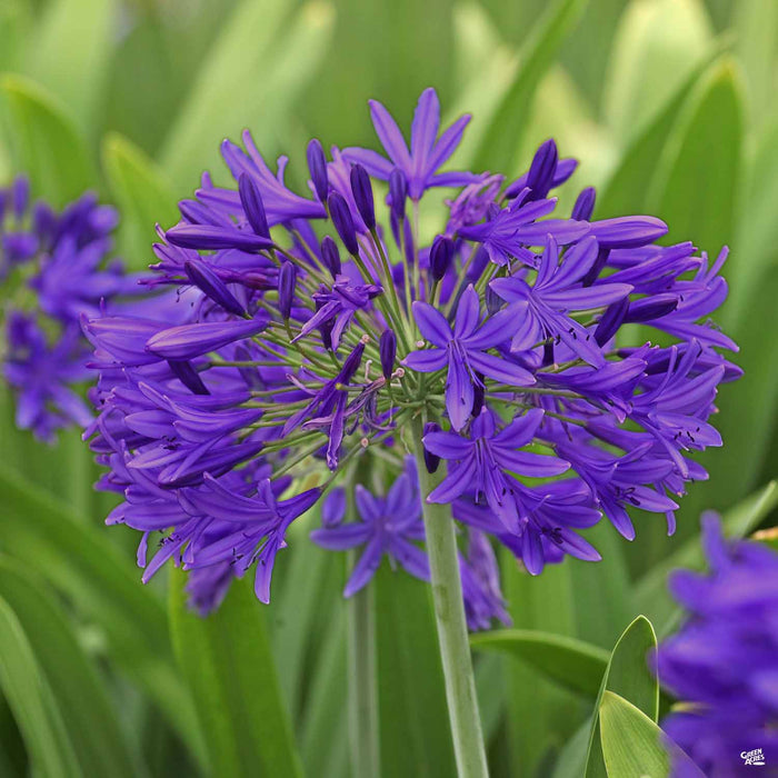agapanthus herbicide Lily of the Nile 'Ever Amethyst' — Green Acres Nursery & Supply