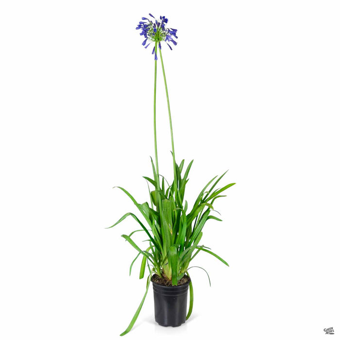 Agapanthus 'Stormcloud' 1 gallon