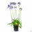 Agapanthus Stormcloud 5 gallon