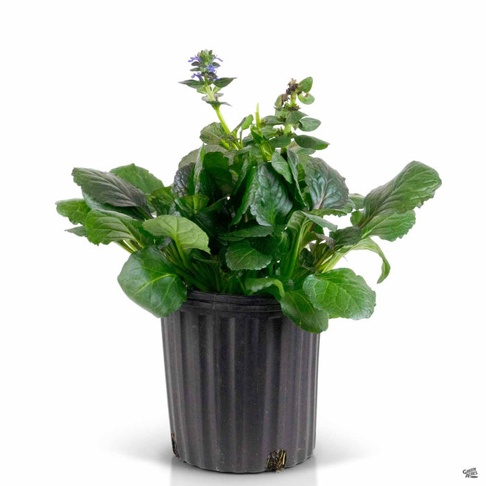 ajuga herbicide Ajuga 'Catlin's Giant' — Green Acres Nursery & Supply