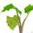 Alocasia Low Rider