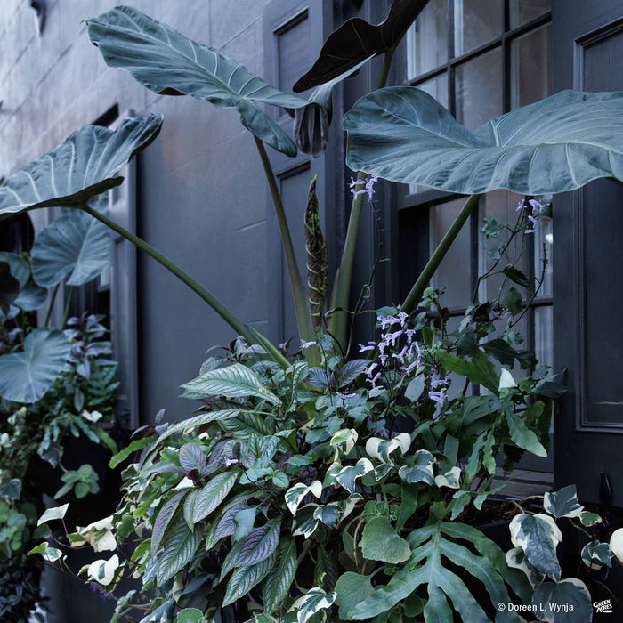 Elephant Ear Regal Shields in Mixed Container