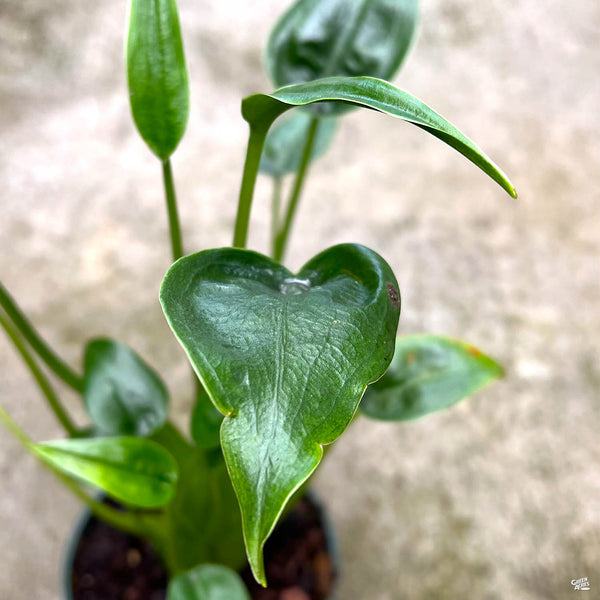 tiny dancer philodendron Alocasia 'Tiny Dancer' — Green Acres Nursery & Supply