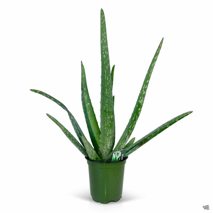 aloe vera plant annual or perennial Aloe Vera — Green Acres Nursery & Supply