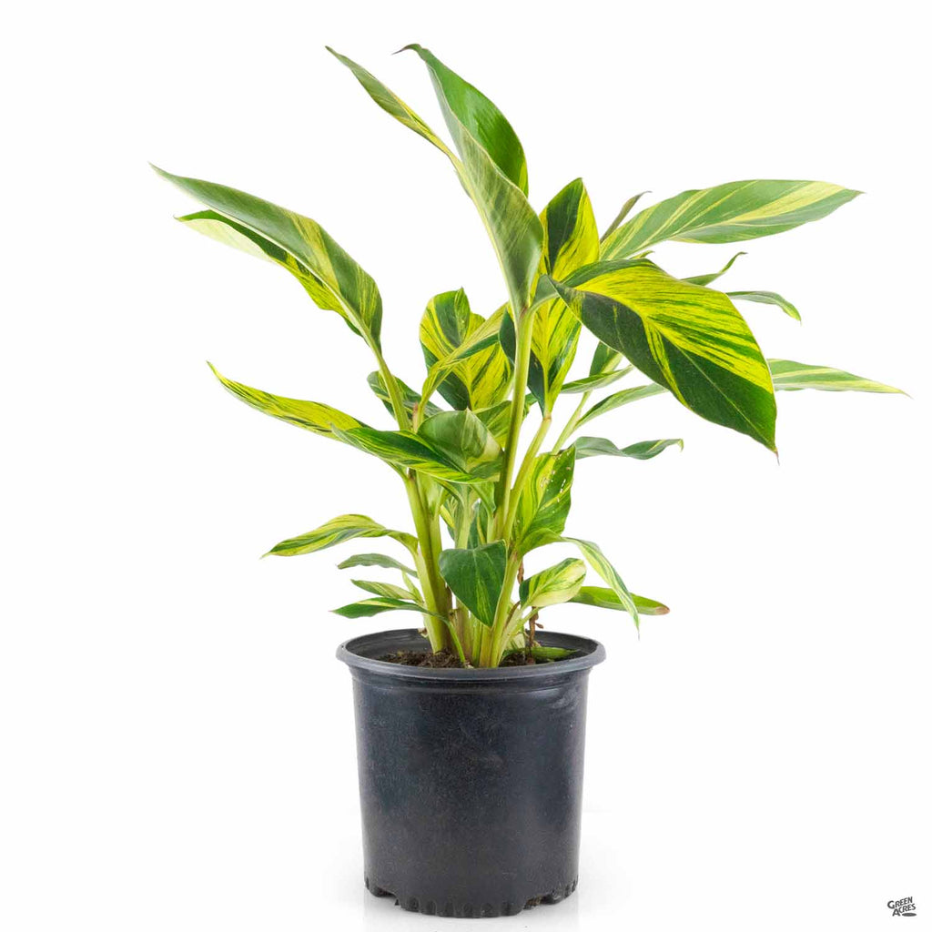 Variegated Shell Ginger — Green Acres Nursery & Supply