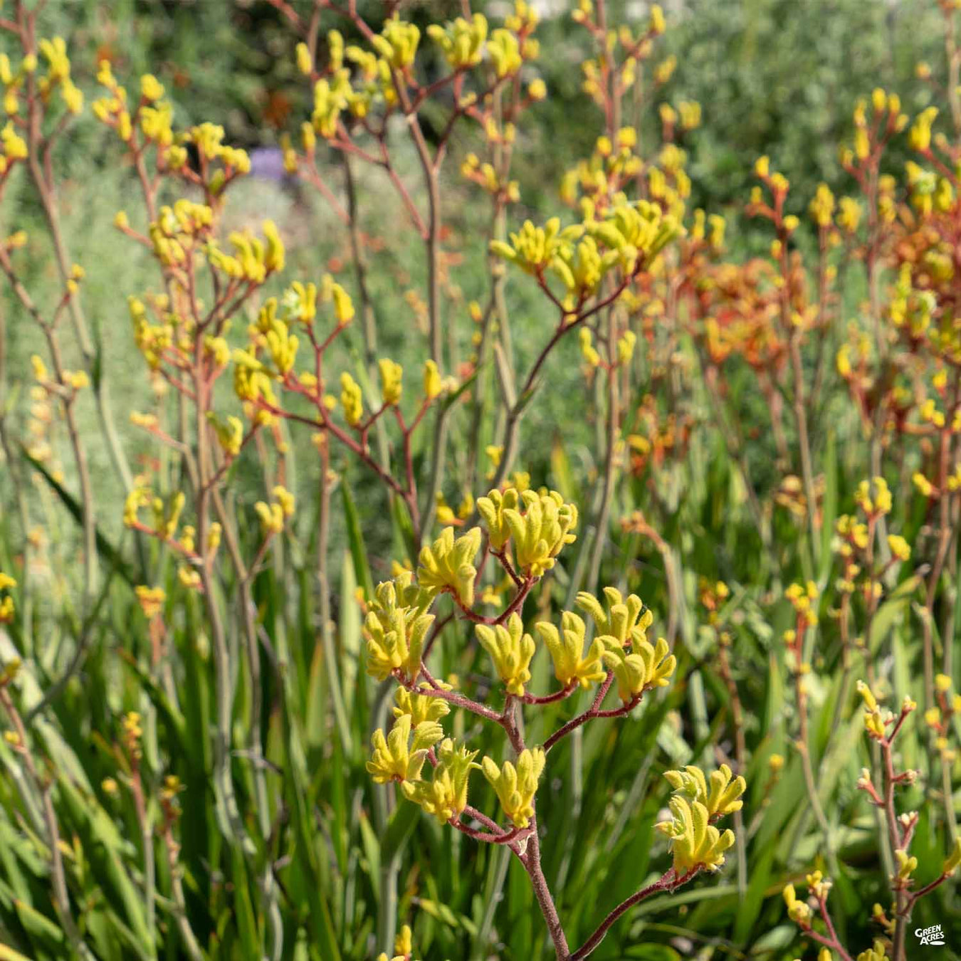 Kangaroo Paw