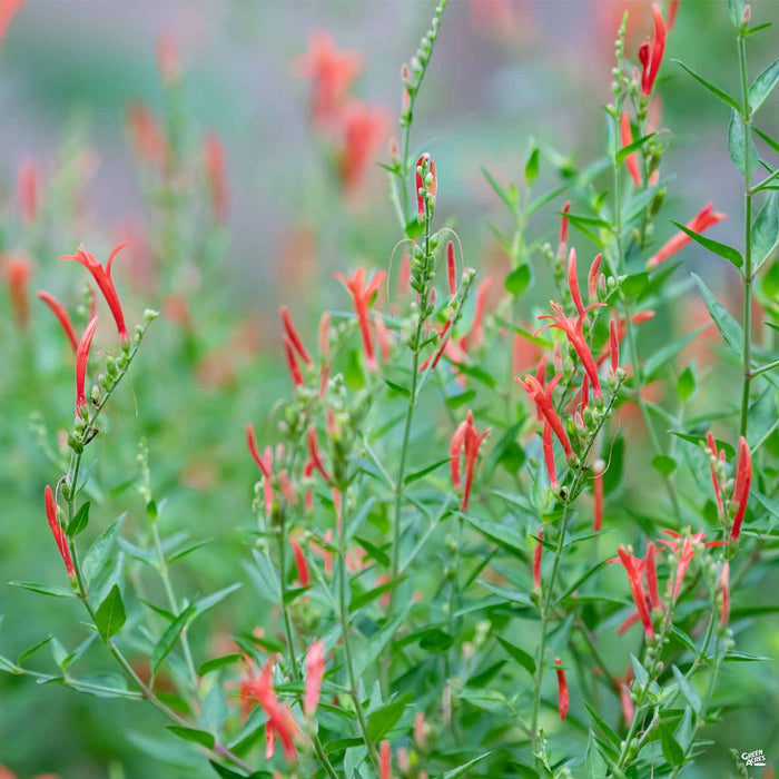 Flame Acanthus