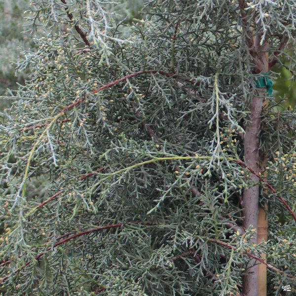Arizona Cypress 'Carolina Sapphire' — Green Acres Nursery & Supply