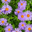 Aster