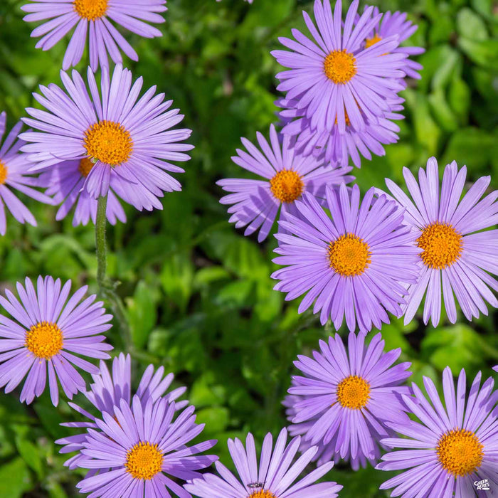 Aster