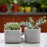 Avenue Pottery Cylinder and Square Box Plant Vessel